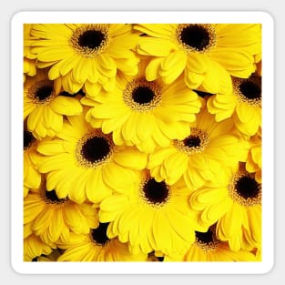 Yellow Daisies Sticker